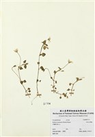 藏品(阿里山繁縷)的圖片